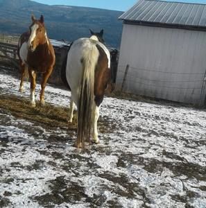 Meet your Posher, Evelyn